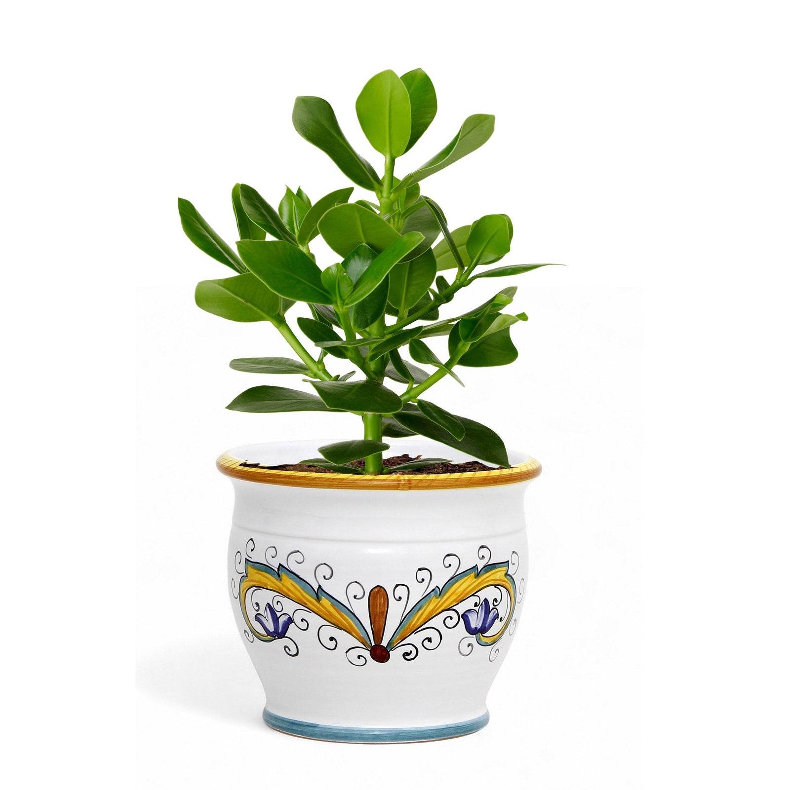DERUTA PERUGINO: Outlet Special! Indoor-Outdoor Cachepot/Planter (Small)