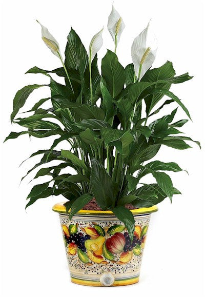 FRUTTA: Round cachepot (Small) - tops-selection.shop