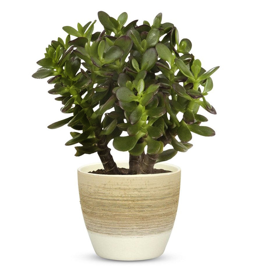 ELEGANTE: Graffito Rustico Vanilla Cream Ceramic Flower Pot Small (5.5" H.) - tops-selection.shop