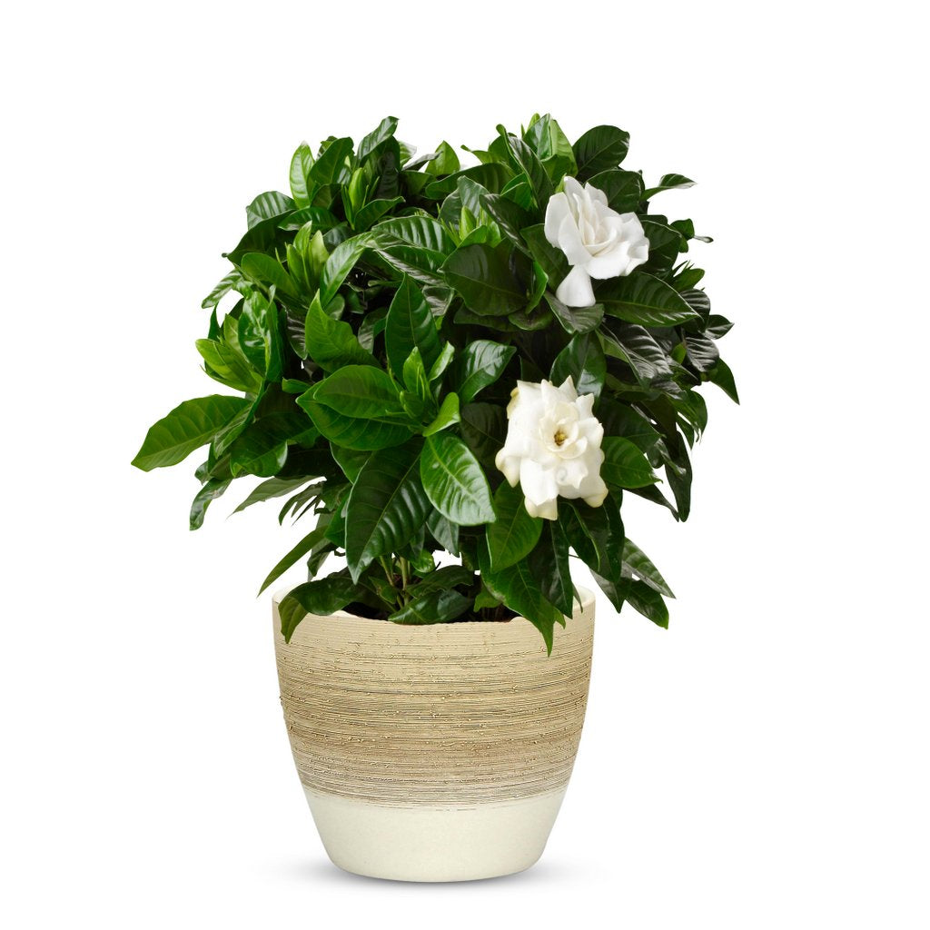 ELEGANTE: Graffito Rustico Vanilla Cream Ceramic Flower Pot Small (5.5" H.) - tops-selection.shop