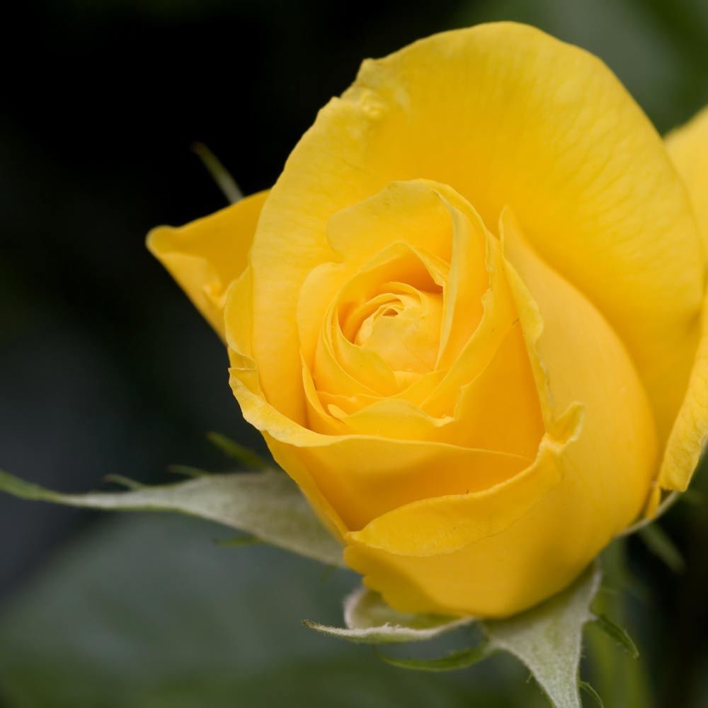 ROMANTICA: Valentino - Muah! Large Candle Vase Ceramic Container (30 Oz) - tops-selection.shop