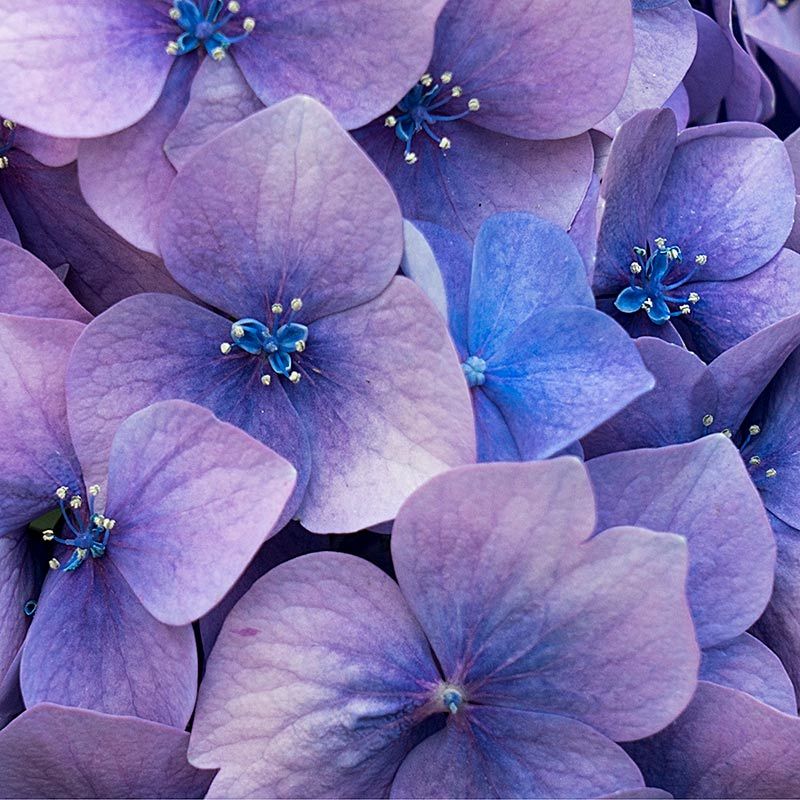 ROMANTICA: Scented soy candle in hand engraved RED crystal cup ~ Christmas Tree scent. - tops-selection.shop