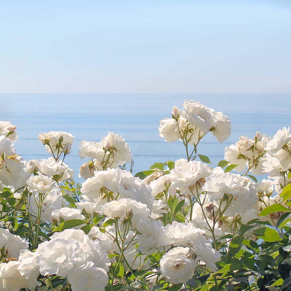 ROMANTICA: Scented soy candle in hand engraved RED crystal cup ~ Christmas Tree scent. - tops-selection.shop